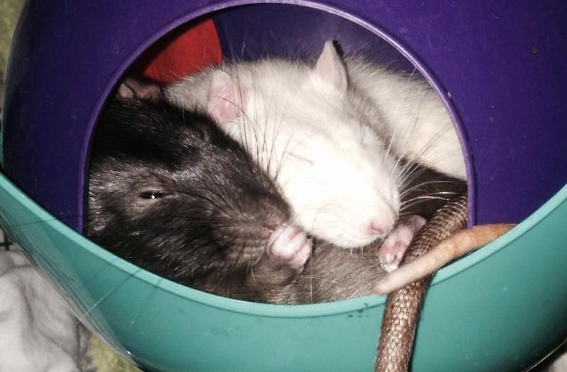 do rats have thumbs Amateur men stripping